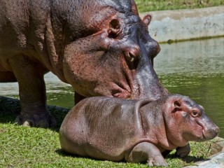 Jigsaw Puzzle «Little hippo»