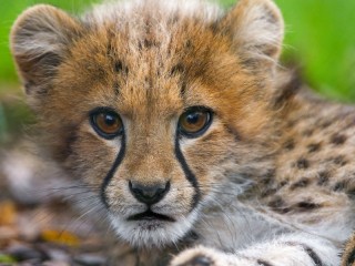 Zagadka «little cheetah»