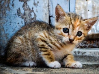 Slagalica «Little kitty»