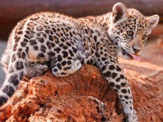 Пазл «Маленький леопард»
