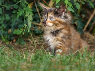 Rompicapo «Little Maine Coon»