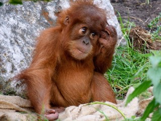 Пазл «Little orangutan»