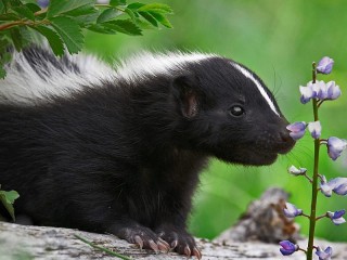 Slagalica «Little skunk»