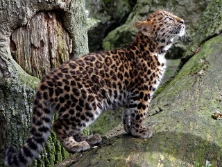 Rompecabezas «Little leopard»