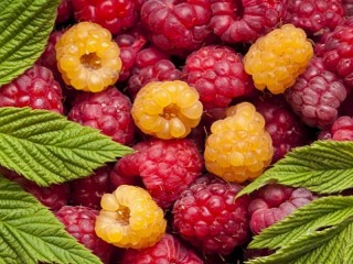 Jigsaw Puzzle «Raspberry and leaves»