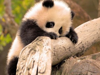 Quebra-cabeça «Baby panda»