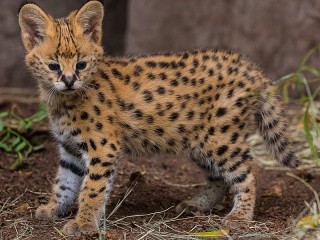 Jigsaw Puzzle «Baby Serval»