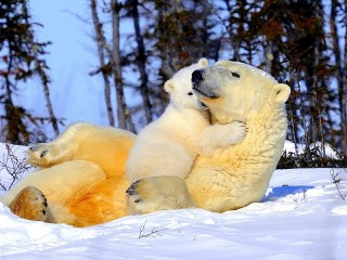 Пазл «Mama and bear»