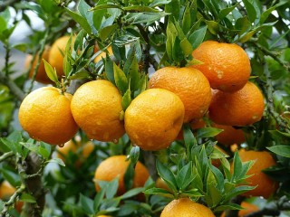 Пазл «Tangerines»