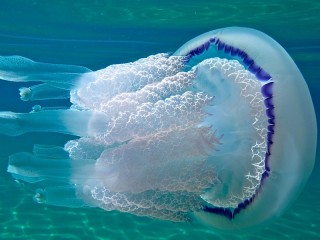 Bulmaca «Meduza»