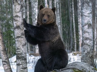 Слагалица «Bear»