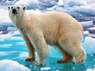 Rompecabezas «Bear on the ice»