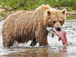 Rompecabezas «Bear the angler»