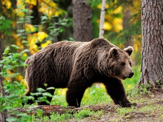 Quebra-cabeça «Bear in the woods»