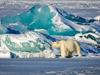 Jigsaw Puzzle «The bear in the ice»