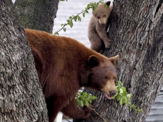 Puzzle «Bears 2»