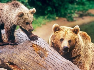 Пазл «Bears»