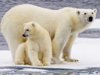 Пазл «Медведи на льдине»