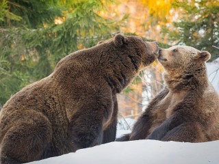 Пазл «Медведи в лесу»
