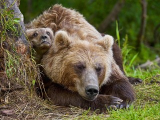 Пазл «Медведица с медвежонком»