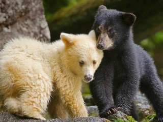 Zagadka «Teddy bears»