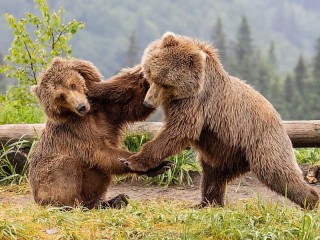 Bulmaca «Bear battle»