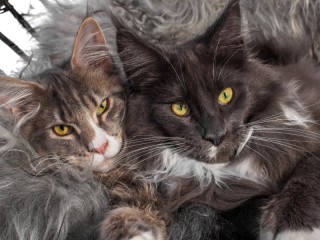 Jigsaw Puzzle «Maine Coons»