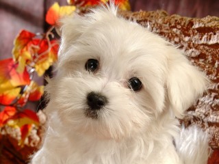 Bulmaca «Cute puppy»