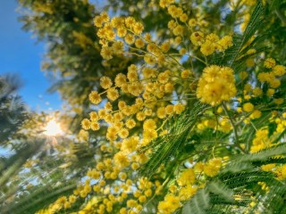 Puzzle «Mimosa»