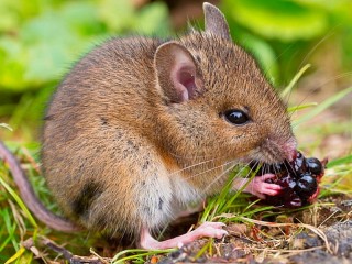Jigsaw Puzzle «Mouse and berry»