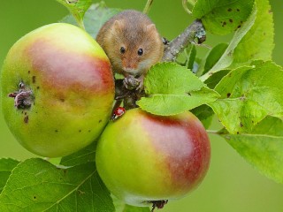 Пазл «Мышка на яблоне»