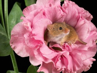 Пазл «Мышка в цветке»