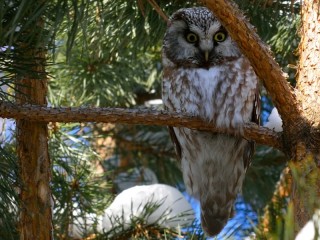 Slagalica «Rough-legged Owl»