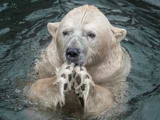 Rätsel «Wet bear»