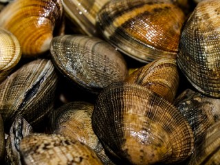 Puzzle «Clams»