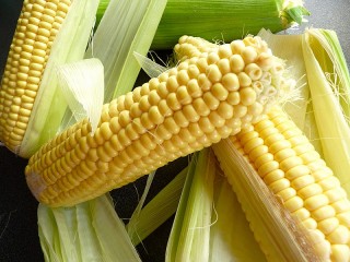 Jigsaw Puzzle «Young corn»