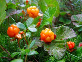 Слагалица «Cloudberry»