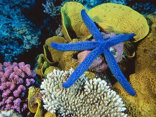 Bulmaca «Starfish»