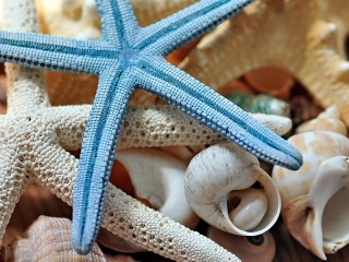 パズル «Starfish»