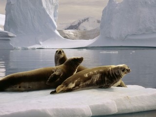 Rompecabezas «Fur seals»