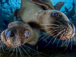 Zagadka «sea lions»