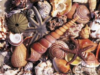 Bulmaca «Seashells»