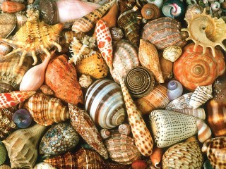 Пазл «Seashells»