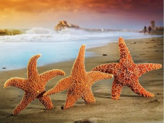 Rompecabezas «Morskie zvezdi»