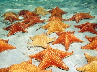 Quebra-cabeça «Sea stars»