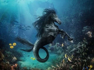 パズル «Sea horse»