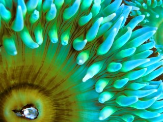 Zagadka «sea flower»