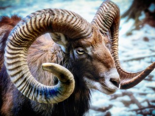 Пазл «Mouflon»