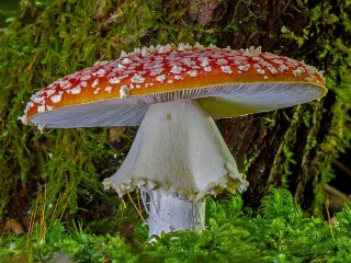 Puzzle «Mushroom under a tree»