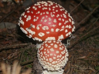 Jigsaw Puzzle «Fly agaric»